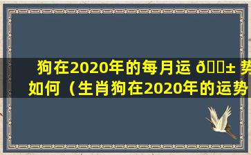 狗在2020年的每月运 🐱 势如何（生肖狗在2020年的运势以及注意 🐦 月份）